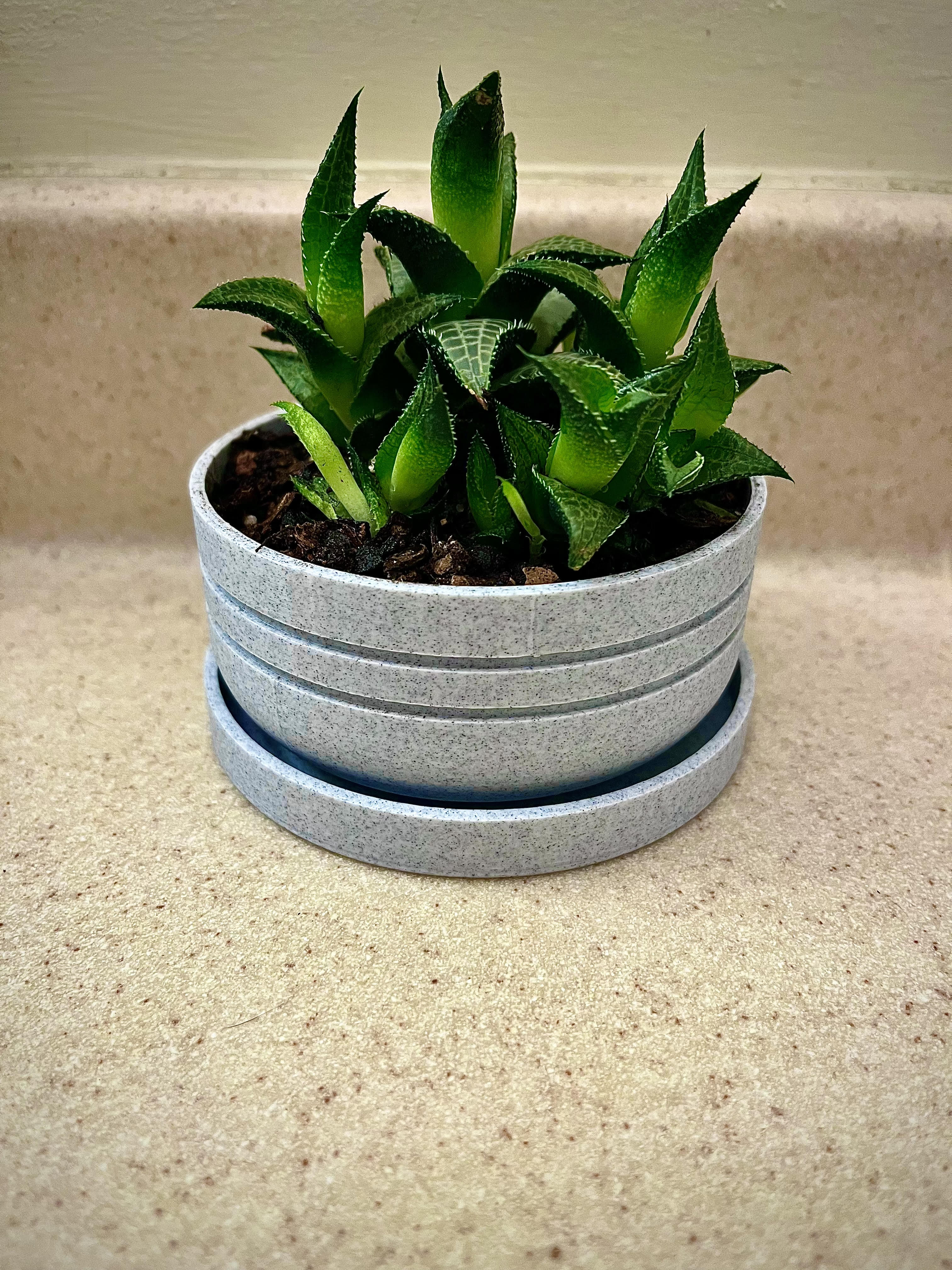 Plant Pot with Drainage and Tray (4in Diameter)