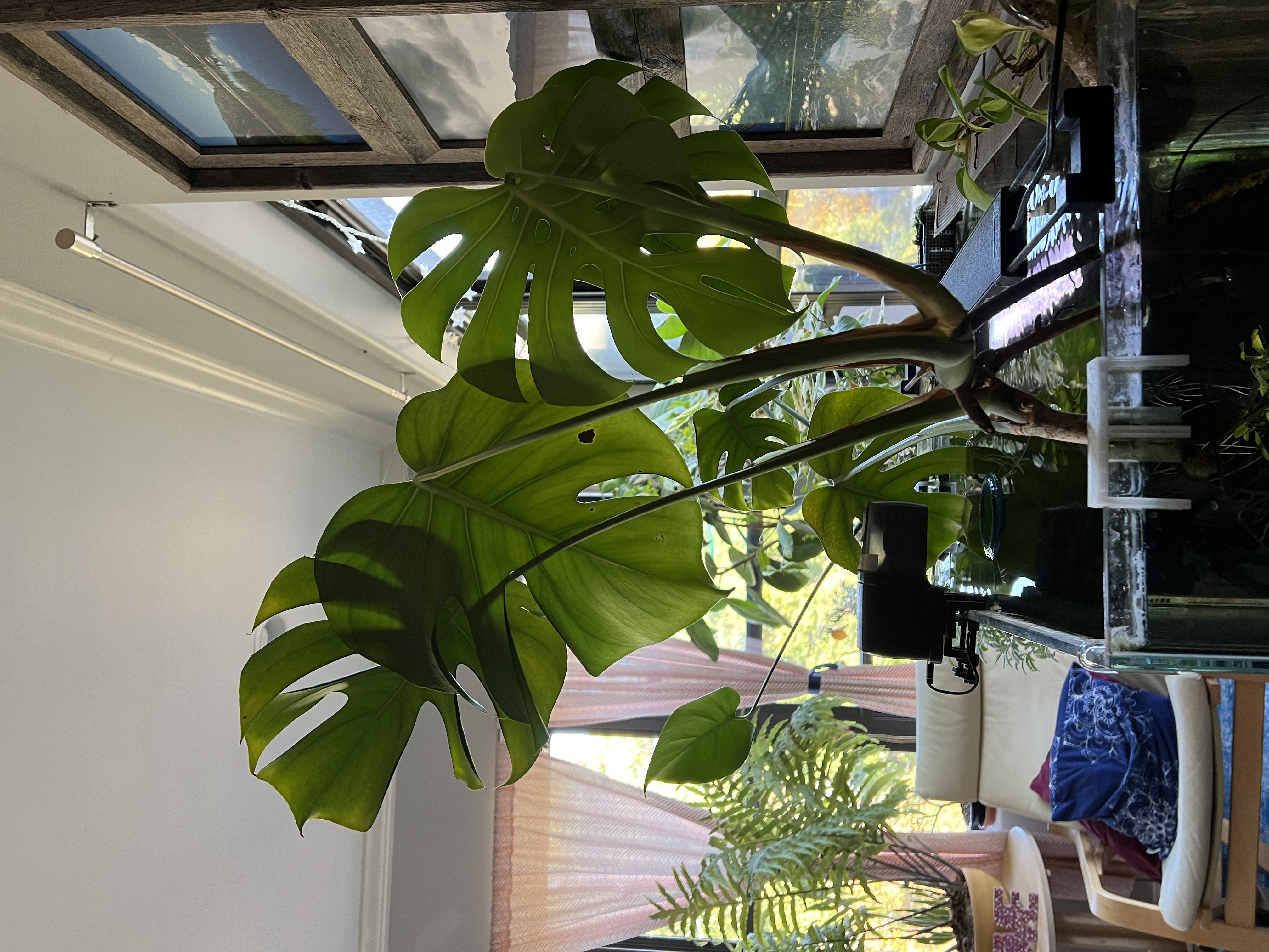 Aquarium plant clip