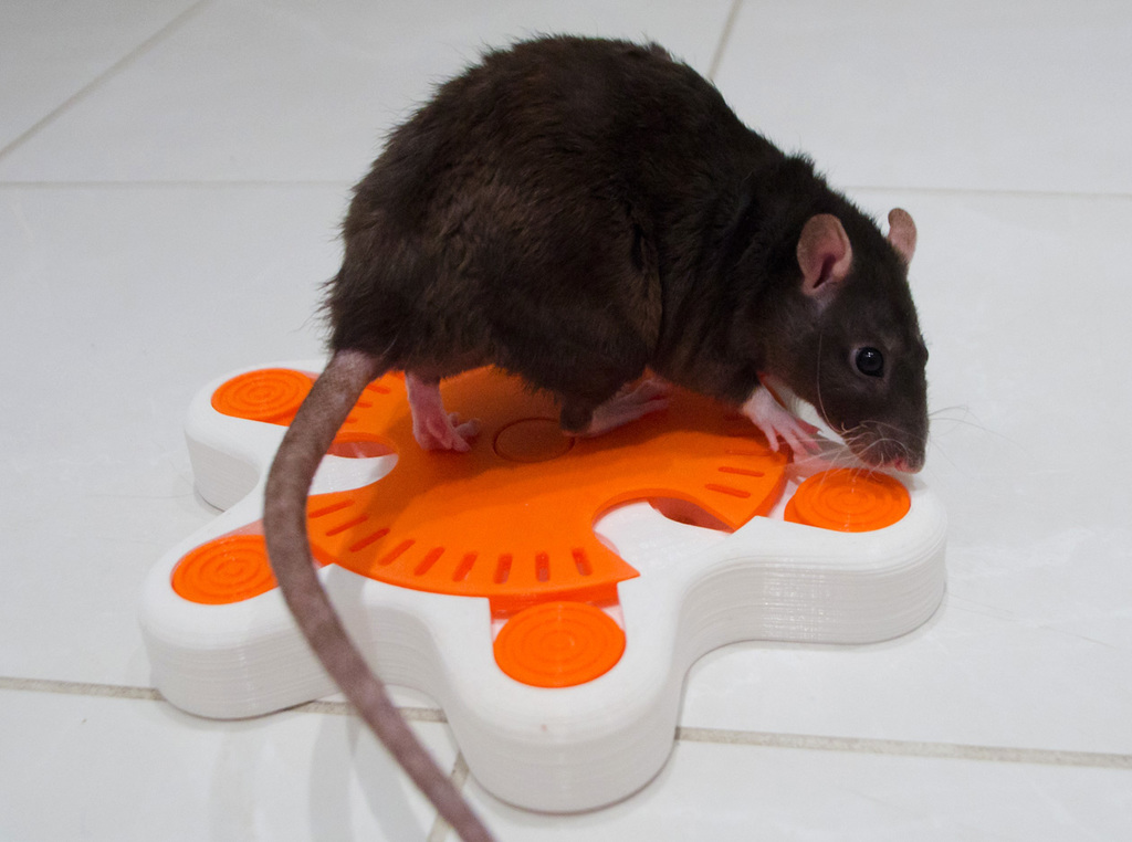 (Pet Enrichment Toy)  Turntable Starfish