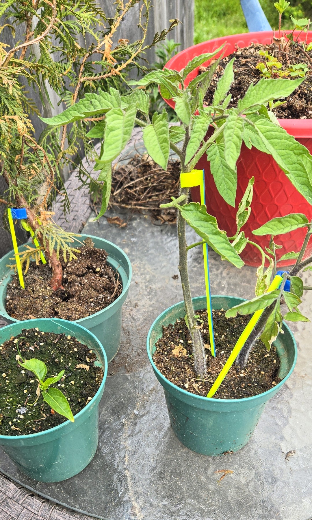 Plant Stake Kit- Easy 3D Printed Garden Stakes - photo 2