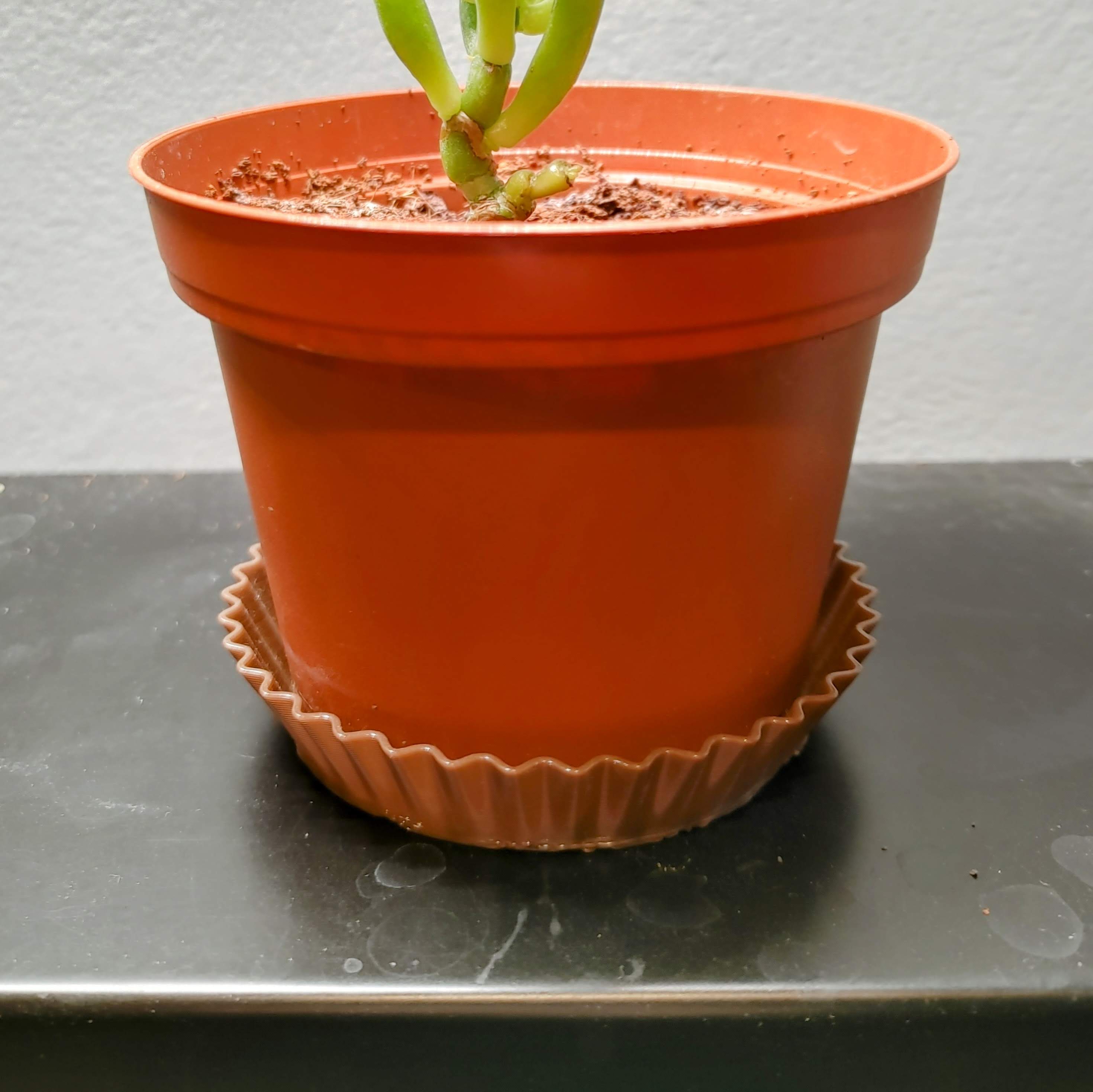 Reeses pot tray/coaster