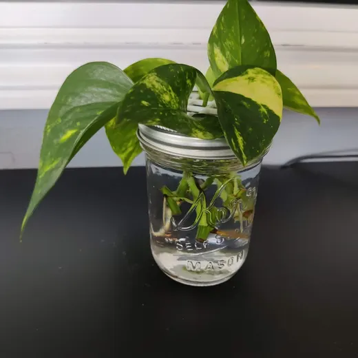 Plant Propagation Lid for Mason Jar