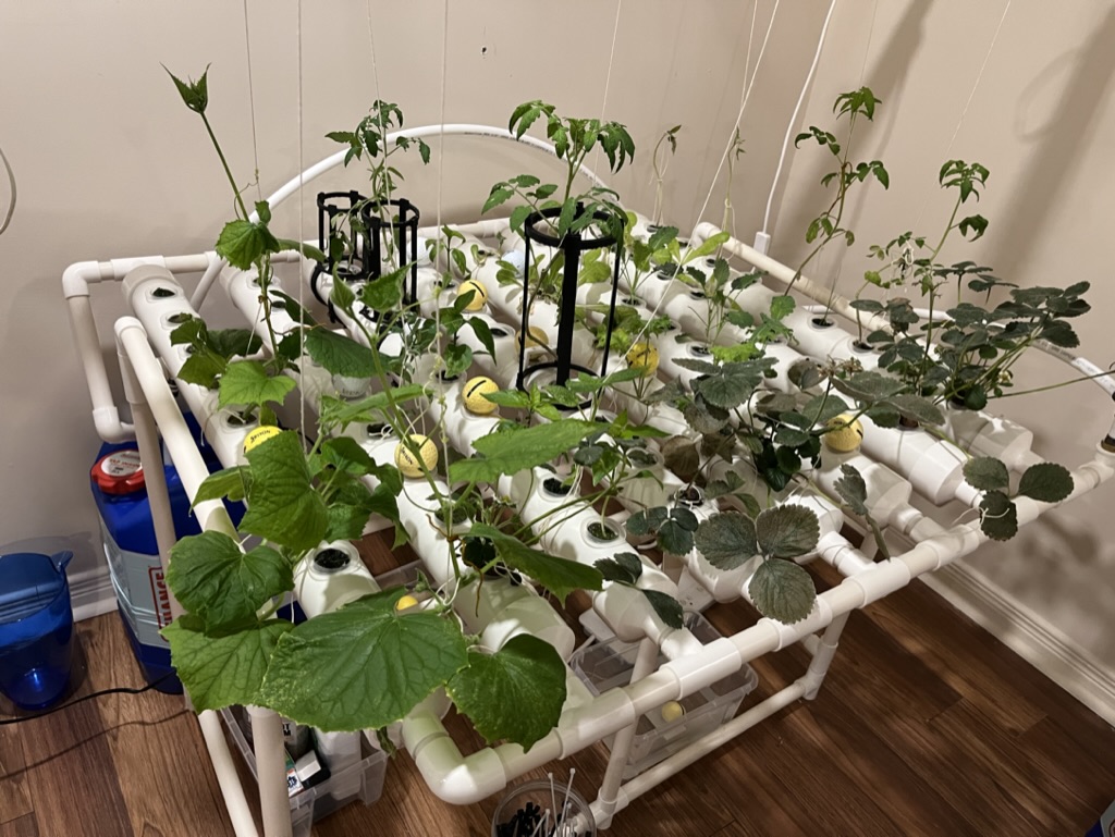 Hydroponic table trellis with PVC clamp - photo 2