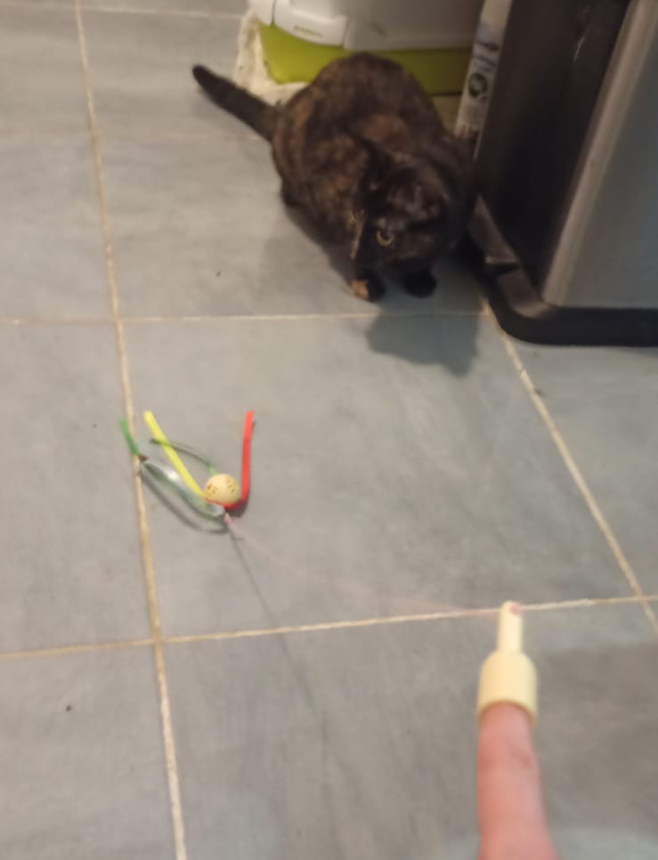Finger toy for cats