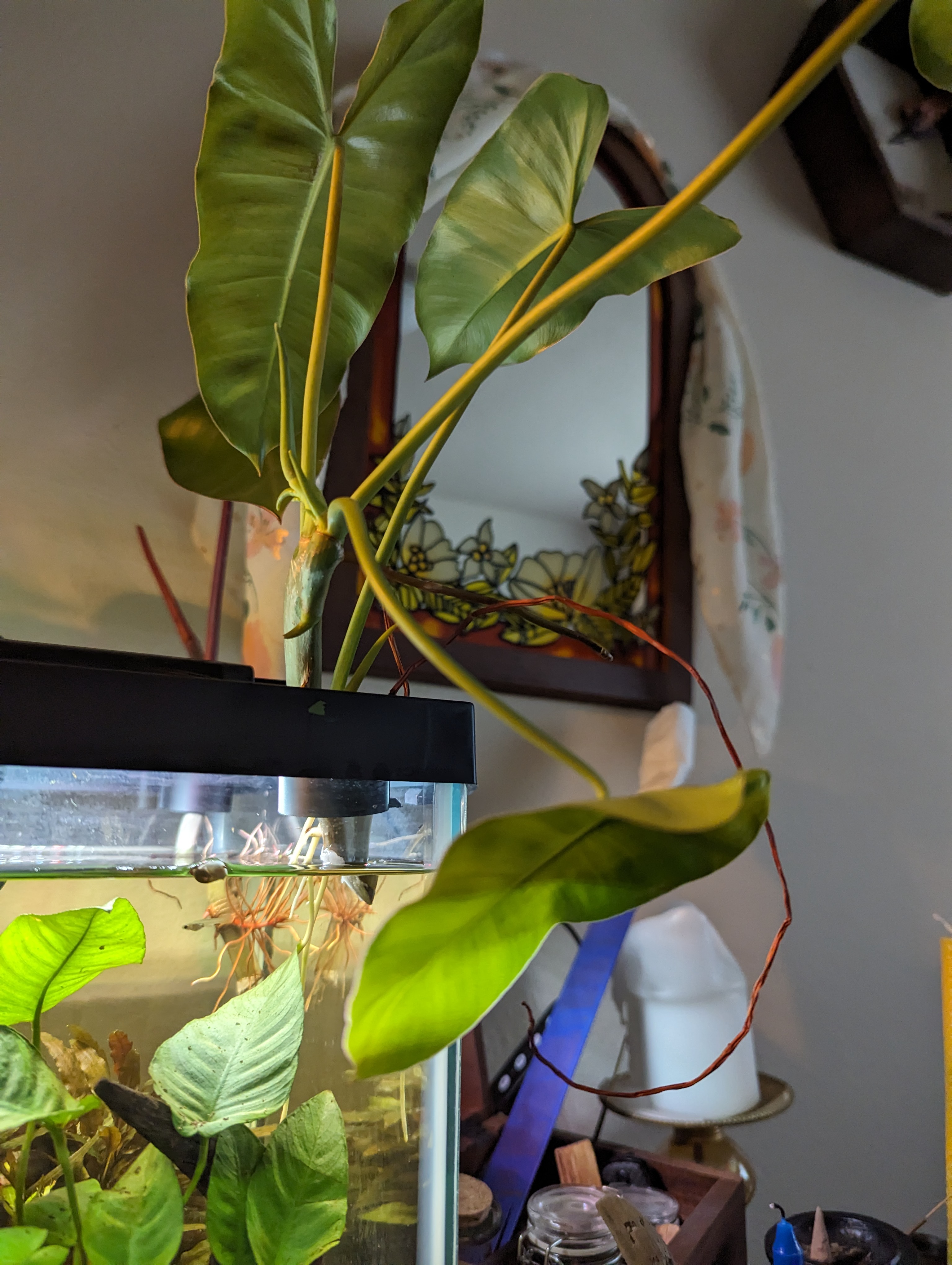 Aquarium Plant Clip - photo 4