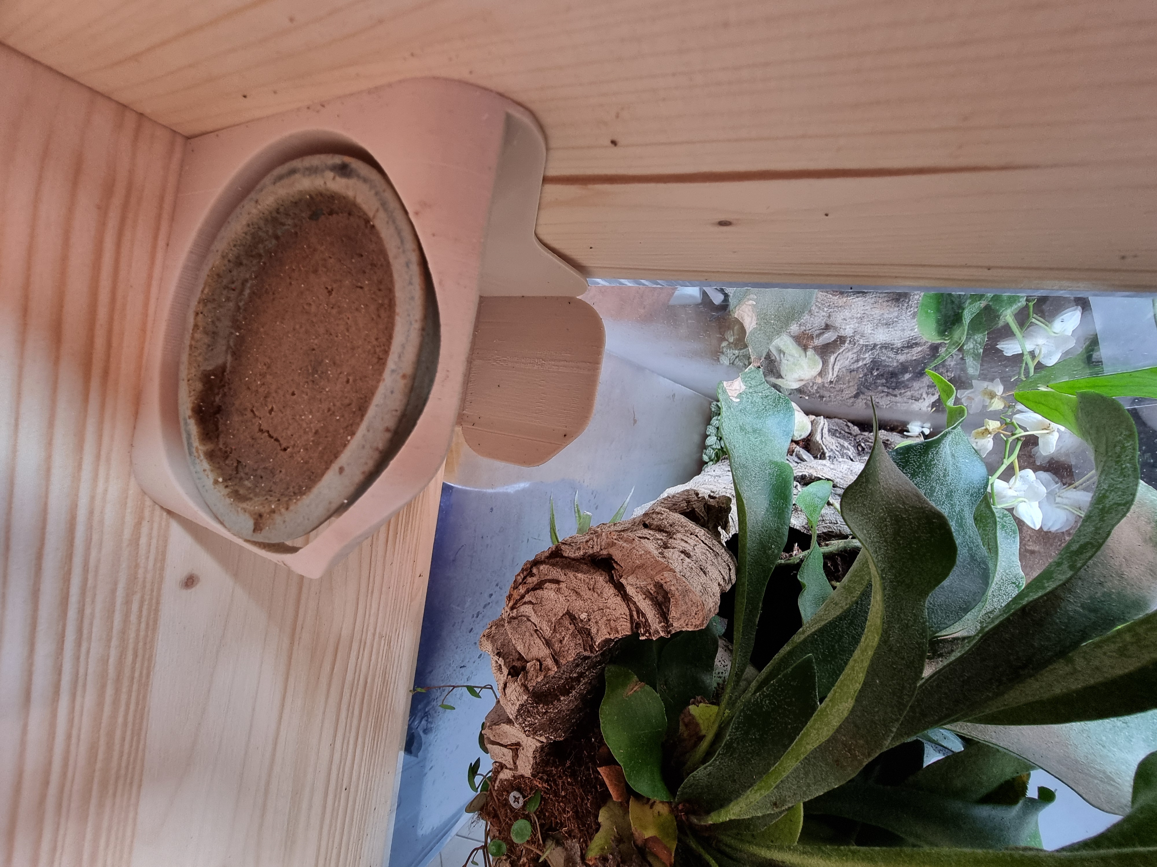 food tray holder for geckos