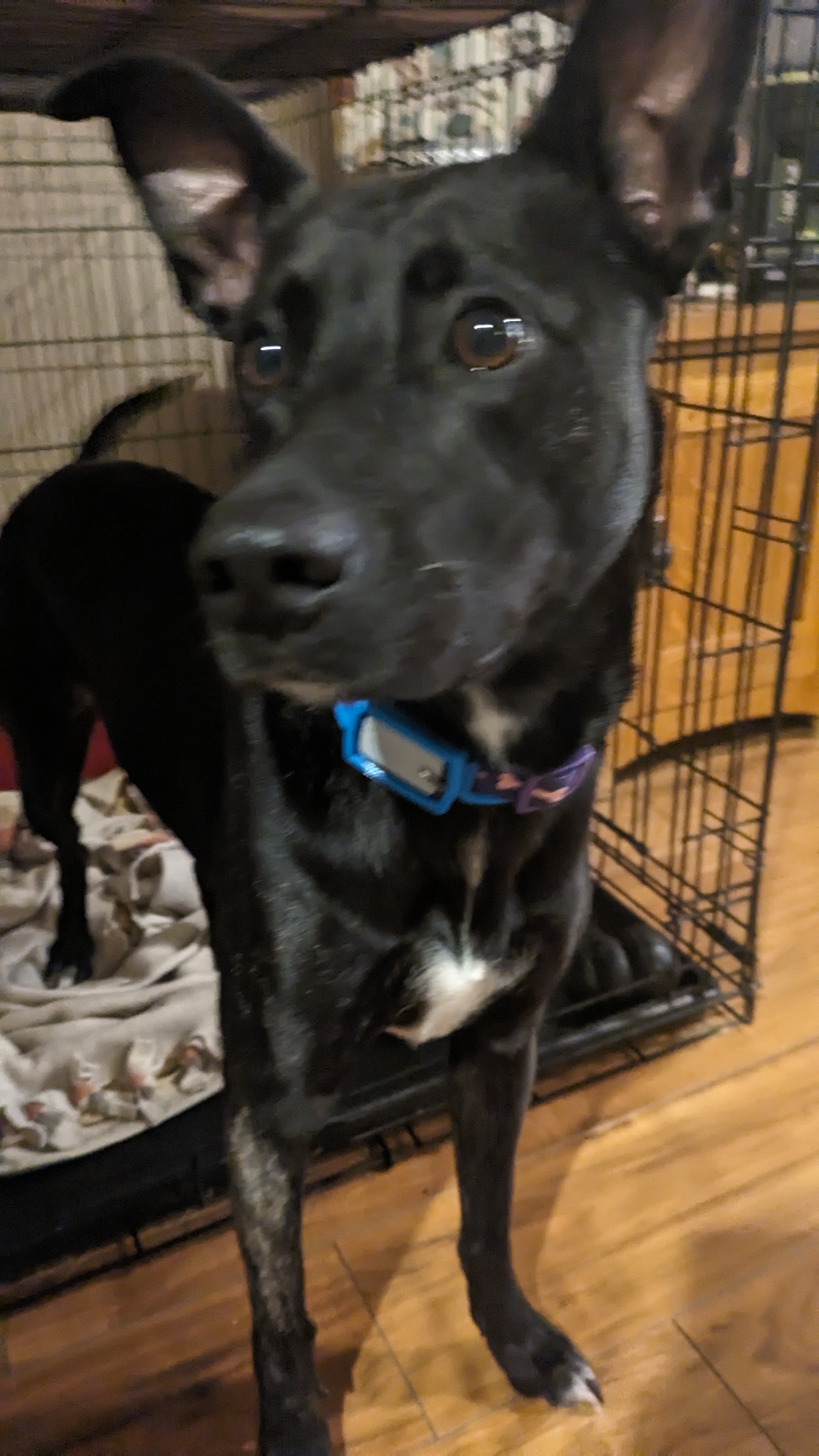 PetSafe Smart Door Connected Tag Holders - photo 3